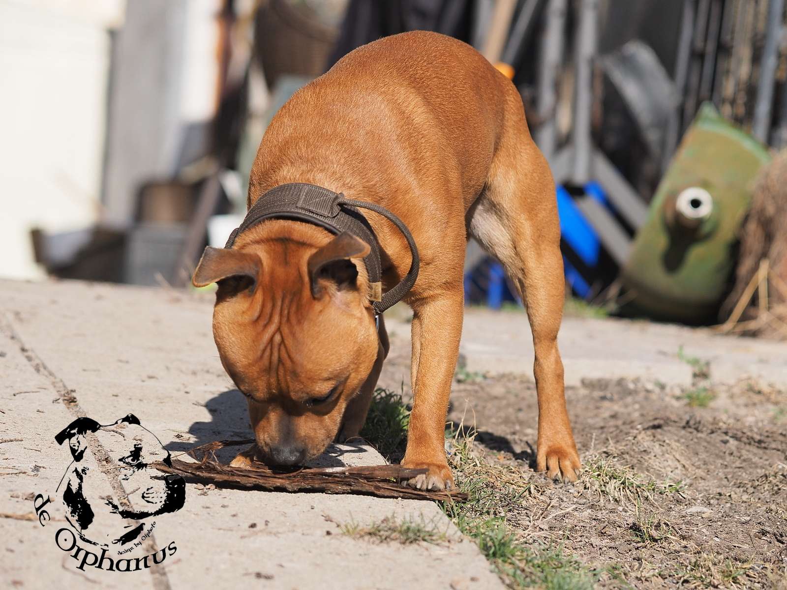 2026 14 2026 Staffordshire Bull Terrier fotografie 2026