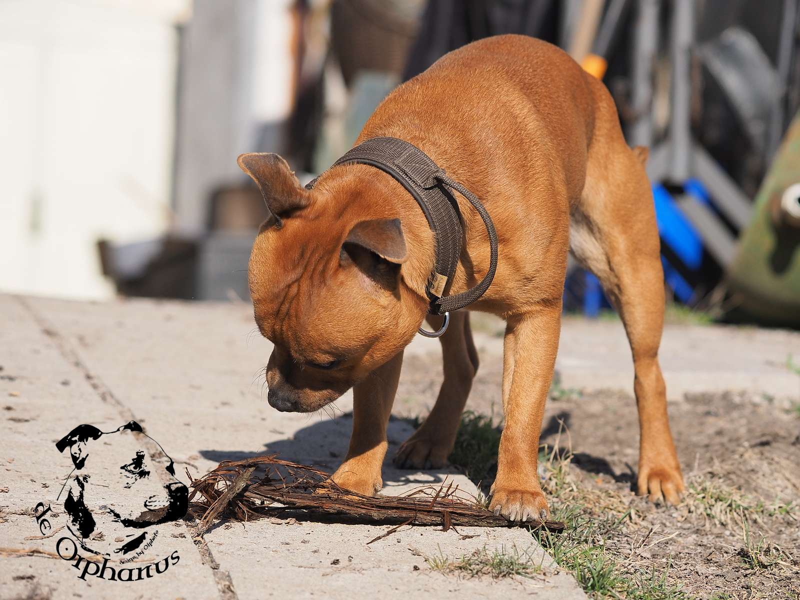 2026 7 2026 Staffordshire Bull Terrier fotografie 2026