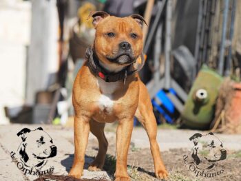 Staffordshire Bull Terrier fotografie 2026