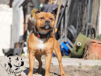 Staffordshire Bull Terrier fotografie 2026