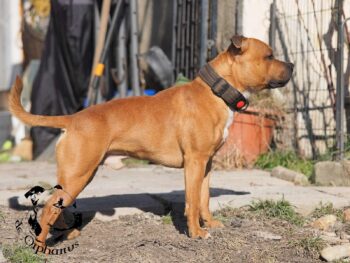 Staffordshire Bull Terrier fotografie 2026