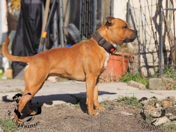 Staffordshire Bull Terrier fotografie 2026 3 Staffordshire Bull Terrier fotografie 2026 Staffordshire Bull Terrier fotografie 2026