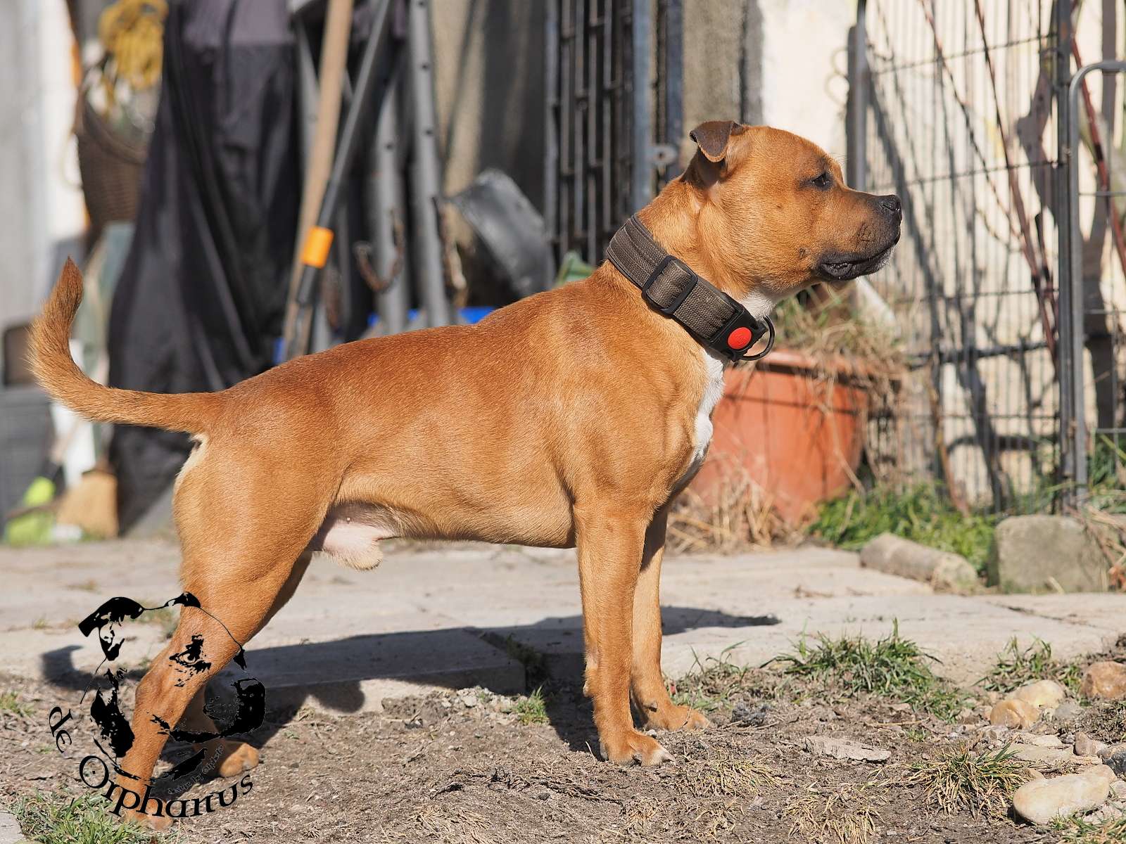 2026 1 2026 Staffordshire Bull Terrier fotografie 2026