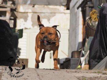 Staffordshire Bull Terrier fotografie 2026