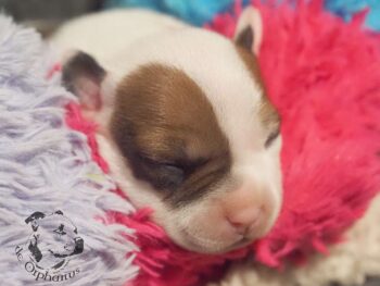 Vrh S 184 Vrh S štěňata stafordšírského bulteriéra vrh S de Orphanus