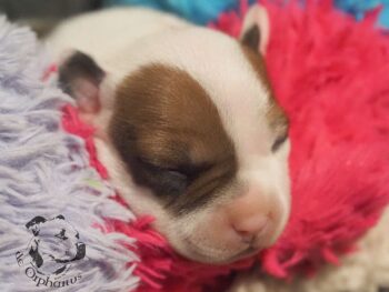 Vrh S 185 Vrh S štěňata stafordšírského bulteriéra vrh S de Orphanus