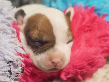 Vrh S 186 Vrh S štěňata stafordšírského bulteriéra vrh S de Orphanus