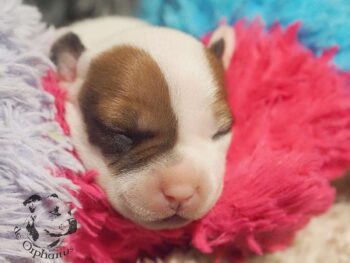 Vrh S 187 Vrh S štěňata stafordšírského bulteriéra vrh S de Orphanus