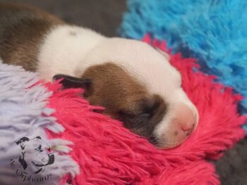 Vrh S 188 Vrh S štěňata stafordšírského bulteriéra vrh S de Orphanus