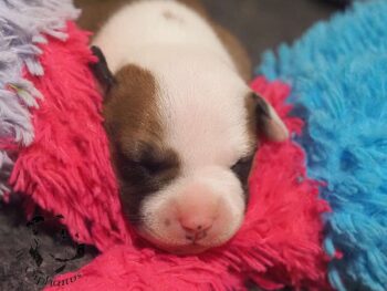 Vrh S 189 Vrh S štěňata stafordšírského bulteriéra vrh S de Orphanus