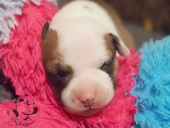 Vrh S 190 Vrh S štěňata stafordšírského bulteriéra vrh S de Orphanus