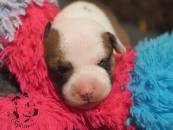 Vrh S 191 Vrh S štěňata stafordšírského bulteriéra vrh S de Orphanus