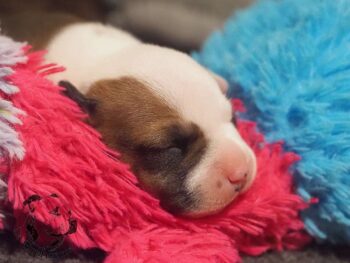 Vrh S 192 Vrh S štěňata stafordšírského bulteriéra vrh S de Orphanus