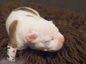 Vrh S 193 Vrh S štěňata stafordšírského bulteriéra vrh S de Orphanus