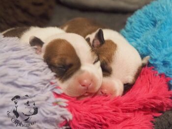 Vrh S 194 Vrh S štěňata stafordšírského bulteriéra vrh S de Orphanus