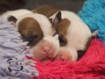 Vrh S 195 Vrh S štěňata stafordšírského bulteriéra vrh S de Orphanus