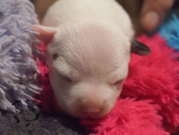 Vrh S 196 Vrh S štěňata stafordšírského bulteriéra vrh S de Orphanus