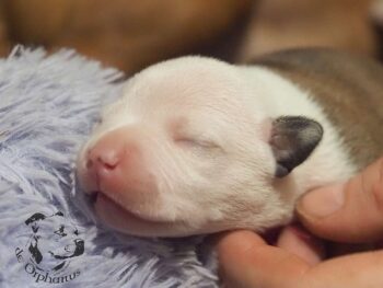 Vrh S 197 Vrh S štěňata stafordšírského bulteriéra vrh S de Orphanus