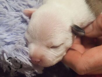 Vrh S 198 Vrh S štěňata stafordšírského bulteriéra vrh S de Orphanus