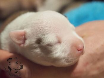 Vrh S 199 Vrh S štěňata stafordšírského bulteriéra vrh S de Orphanus