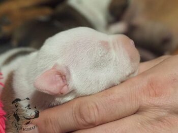 Vrh S 200 Vrh S štěňata stafordšírského bulteriéra vrh S de Orphanus