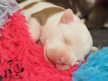 Vrh S 201 Vrh S štěňata stafordšírského bulteriéra vrh S de Orphanus