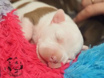 Vrh S 202 Vrh S štěňata stafordšírského bulteriéra vrh S de Orphanus