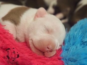 Vrh S 203 Vrh S štěňata stafordšírského bulteriéra vrh S de Orphanus