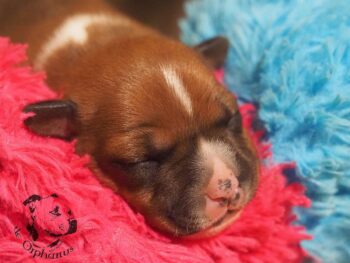 Vrh S 204 Vrh S štěňata stafordšírského bulteriéra vrh S de Orphanus