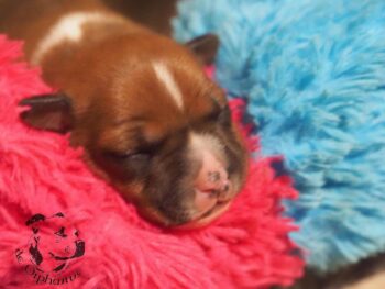 Vrh S 205 Vrh S štěňata stafordšírského bulteriéra vrh S de Orphanus