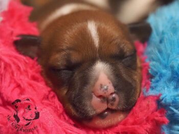 Vrh S 206 Vrh S štěňata stafordšírského bulteriéra vrh S de Orphanus