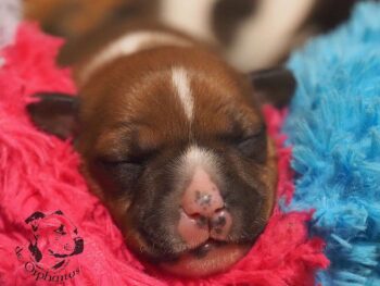 Vrh S 207 Vrh S štěňata stafordšírského bulteriéra vrh S de Orphanus