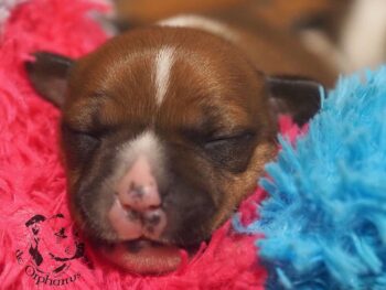 Vrh S 208 Vrh S štěňata stafordšírského bulteriéra vrh S de Orphanus