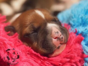 Vrh S 209 Vrh S štěňata stafordšírského bulteriéra vrh S de Orphanus