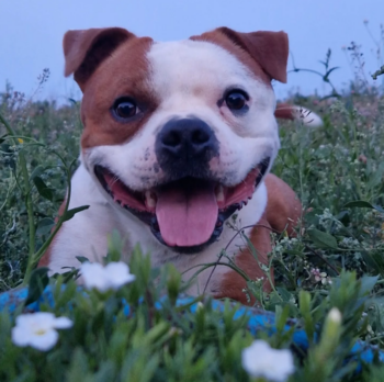 Cháron de Orphanus galerie 19 Cháron de Orphanus galerie stafordšírský bulteriér pohyb zahrada