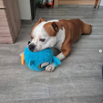 Cháron de Orphanus galerie 20 Cháron de Orphanus galerie stafordšírský bulteriér pohyb zahrada