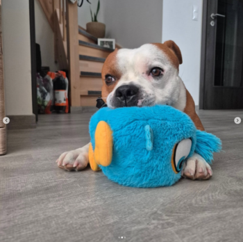 Cháron de Orphanus galerie 21 Cháron de Orphanus galerie stafordšírský bulteriér pohyb zahrada