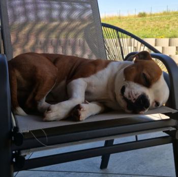 Cháron de Orphanus galerie 22 Cháron de Orphanus galerie stafordšírský bulteriér pohyb zahrada