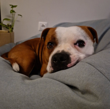 Cháron de Orphanus galerie 23 Cháron de Orphanus galerie stafordšírský bulteriér pohyb zahrada