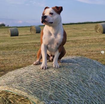 Cháron de Orphanus galerie 24 Cháron de Orphanus galerie stafordšírský bulteriér pohyb zahrada