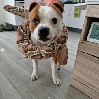 Cháron de Orphanus galerie 25 Cháron de Orphanus galerie stafordšírský bulteriér pohyb zahrada