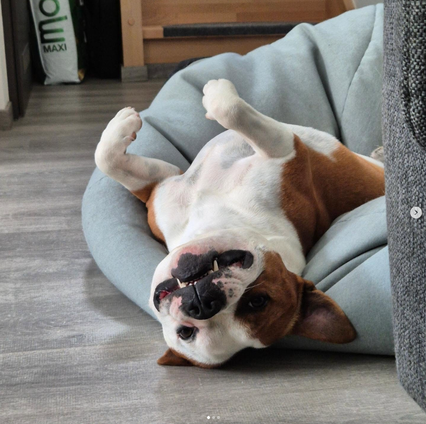 Cháron de Orphanus galerie 1 Cháron de Orphanus galerie stafordšírský bulteriér pohyb zahrada