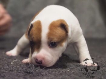 Vrh S 89 Vrh S štěňata stafordšírského bulteriéra vrh S de Orphanus