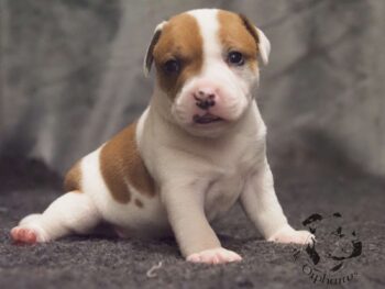 Vrh S 90 Vrh S štěňata stafordšírského bulteriéra vrh S de Orphanus