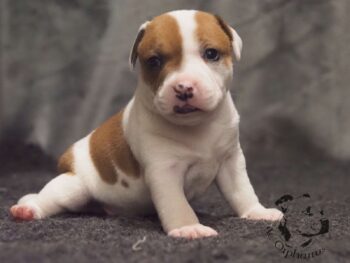 Novinky 2026 29 Novinky 2026 štěňata stafordšírského bulteriéra vrh S de Orphanus