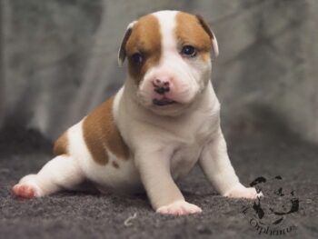 Vrh S 92 Vrh S štěňata stafordšírského bulteriéra vrh S de Orphanus