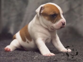 Novinky 2026 33 Novinky 2026 štěňata stafordšírského bulteriéra vrh S de Orphanus