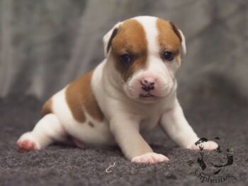 Novinky 2026 32 Novinky 2026 štěňata stafordšírského bulteriéra vrh S de Orphanus