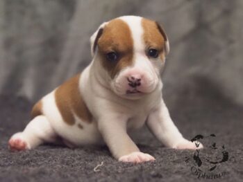 Vrh S 96 Vrh S štěňata stafordšírského bulteriéra vrh S de Orphanus