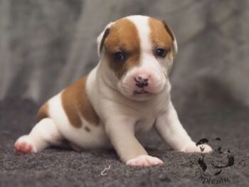 Novinky 2026 31 Novinky 2026 štěňata stafordšírského bulteriéra vrh S de Orphanus